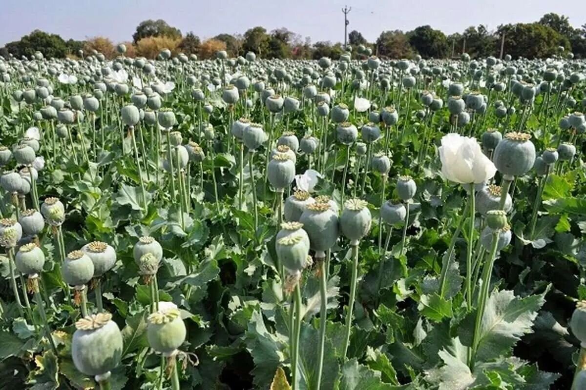 کشت خشخاش در ایران افزایش یافت/بعضی استان‌ها جای برنج، خشخاش می‌کارند