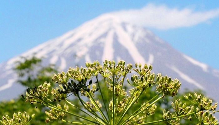 باران و برف تا آخر هفته مهمان ایران است