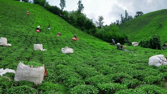 دادستان لاهیجان: تغییر کاربری گسترده باغ‌های چای با تبانی برخی مدیران