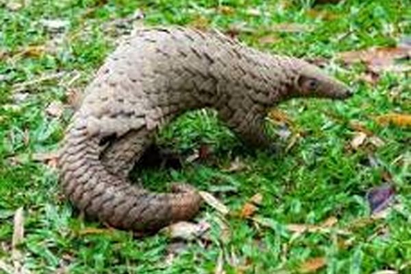 این مورچه‌خواران خجالتی و فلس‌دار، قربانیان شماره یک قاچاق در جهان