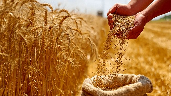 آغاز خرید تضمینی گندم با پرداخت علی‌الحساب